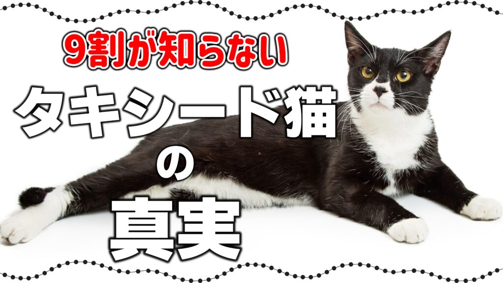 あなたの猫は?猫の毛柄の種類はこんなに多い!【猫の模様・柄の分類と性格】 - *ねこもよ*