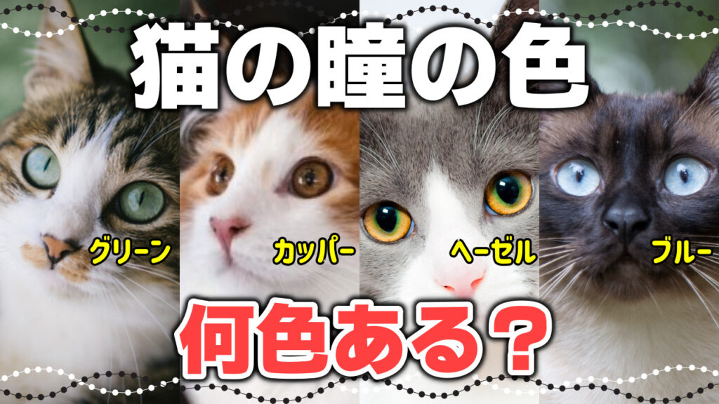 【猫の目の色の種類】豊富なカラー!珍しい色も|猫の瞳と毛色の関係 - *ねこもよ*