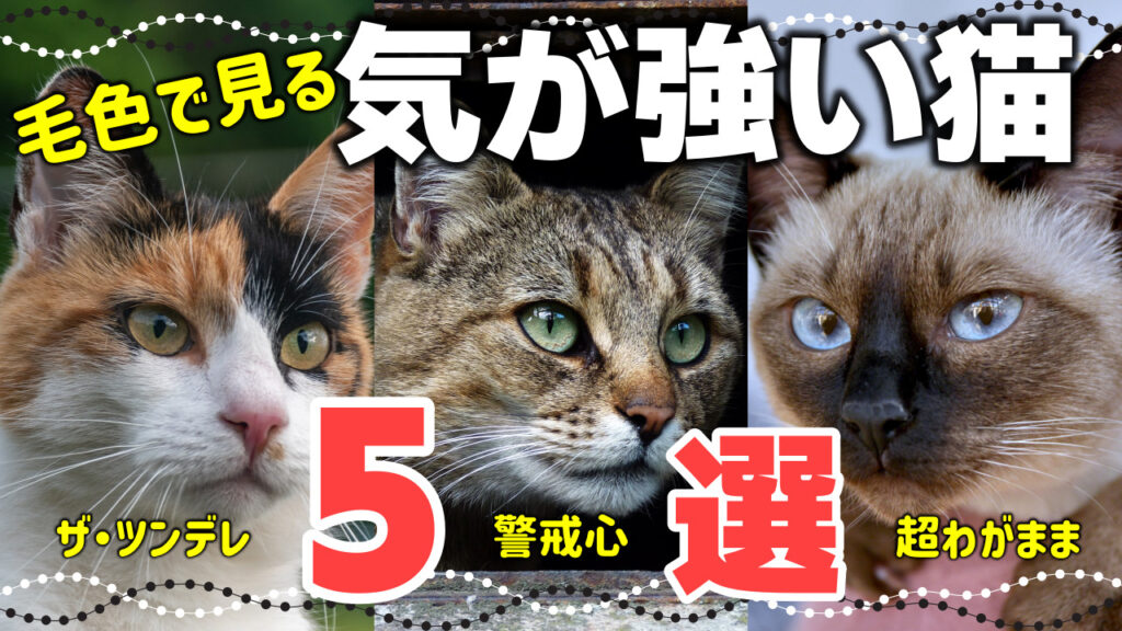 個性がキラリ☆ブサかわな猫の種類9選!鼻ペチャ・つるつる猫の特徴や性格 - *ねこもよ*