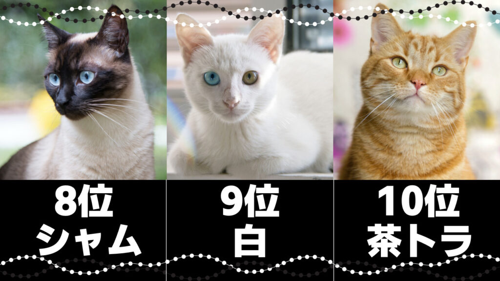 白黒猫の柄や模様10種と毛色で分かる猫の性格 - *ねこもよ*