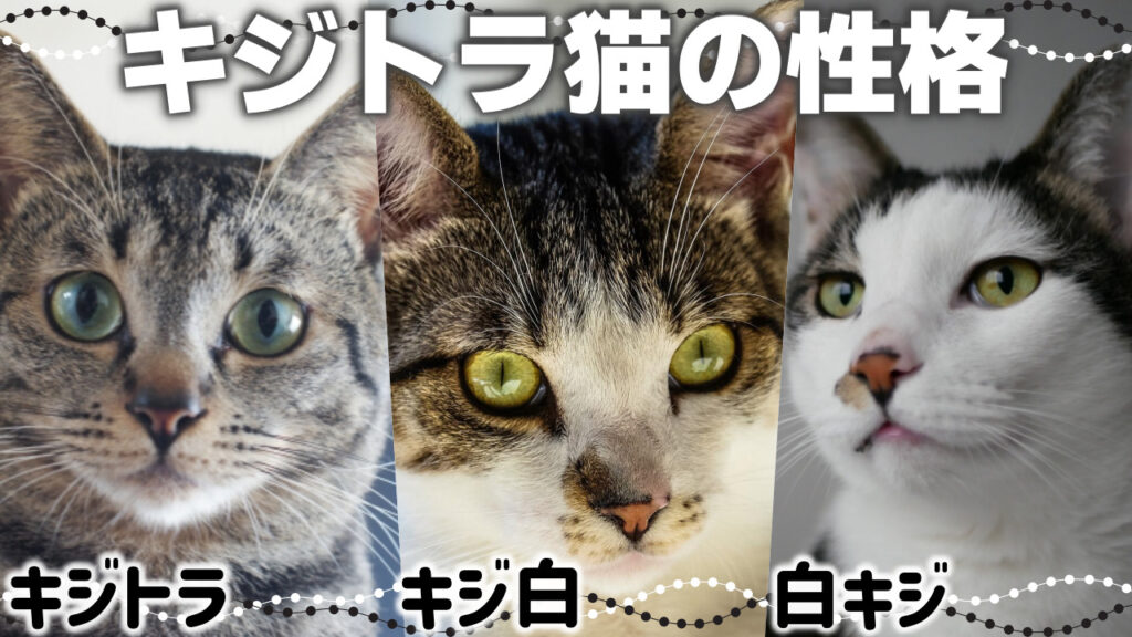 あなたの猫は?猫の毛柄の種類はこんなに多い!【猫の模様・柄の分類と性格】 - *ねこもよ*