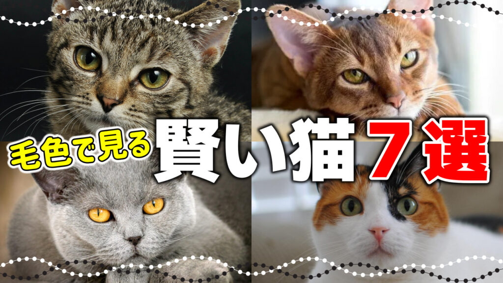 大きくならない小さい猫の種類10選!小型猫ってどんな猫? - *ねこもよ*