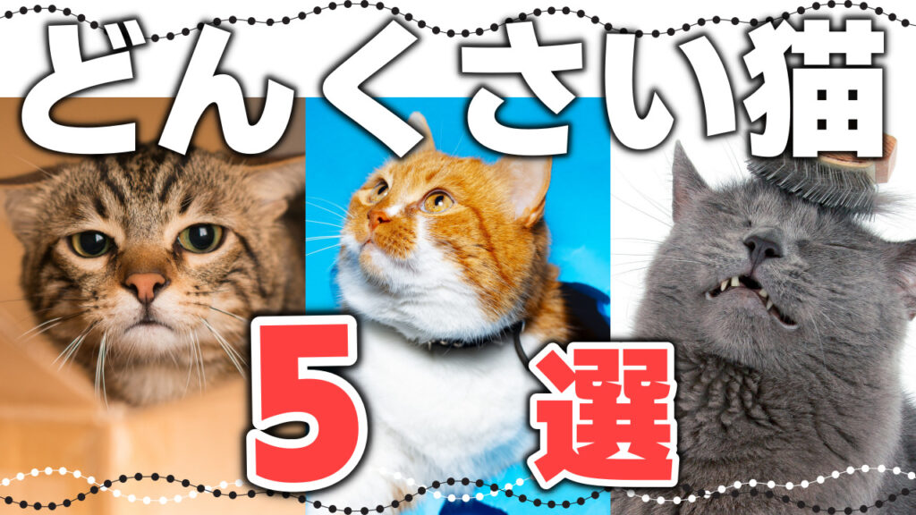 【サビ猫の魅力】初心者にもおすすめのサビ猫|毛色で分かる猫の性格 - *ねこもよ*