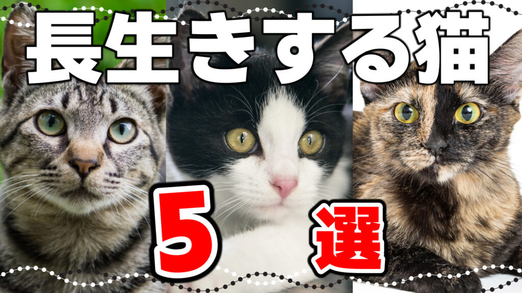 サビ猫が愛される11の理由 - *ねこもよ*