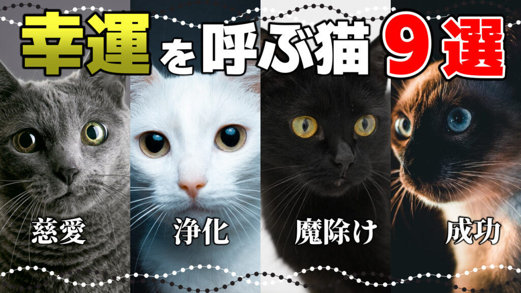 【サビ猫の魅力】初心者にもおすすめのサビ猫|毛色で分かる猫の性格 - *ねこもよ*