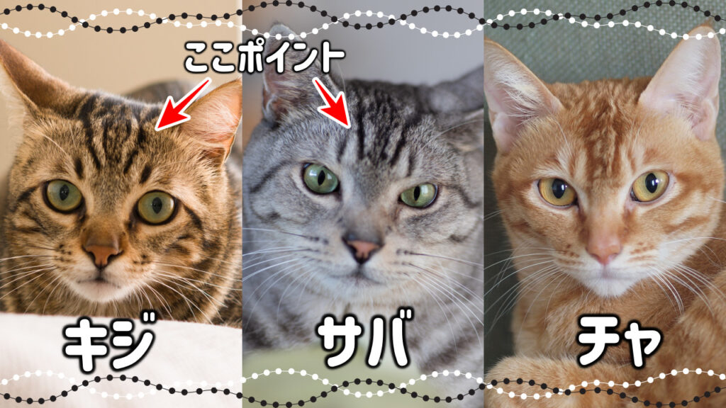 あなたの猫は?猫の毛柄の種類はこんなに多い!【猫の模様・柄の分類と性格】 - *ねこもよ*
