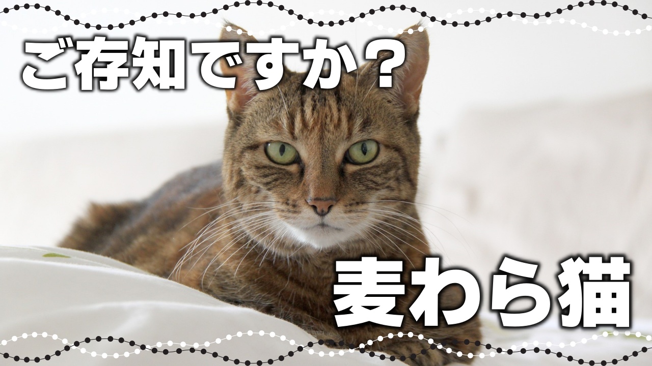 【サビ猫の魅力】初心者にもおすすめのサビ猫｜毛色で分かる猫の性格 - *ねこもよ*