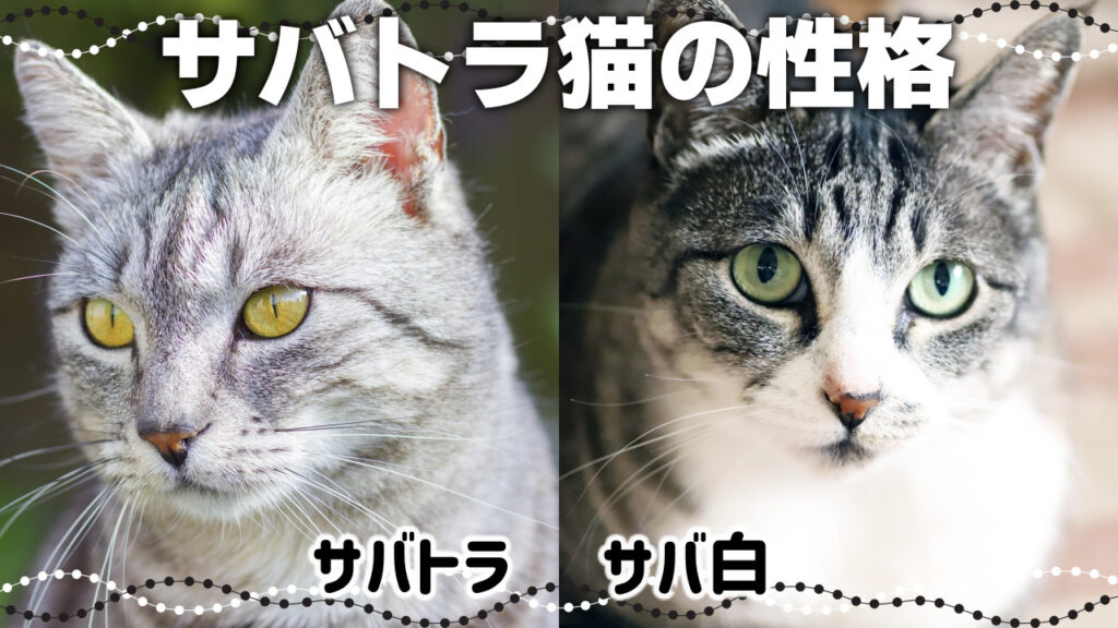 あなたの猫は?猫の毛柄の種類はこんなに多い!【猫の模様・柄の分類と性格】 - *ねこもよ*