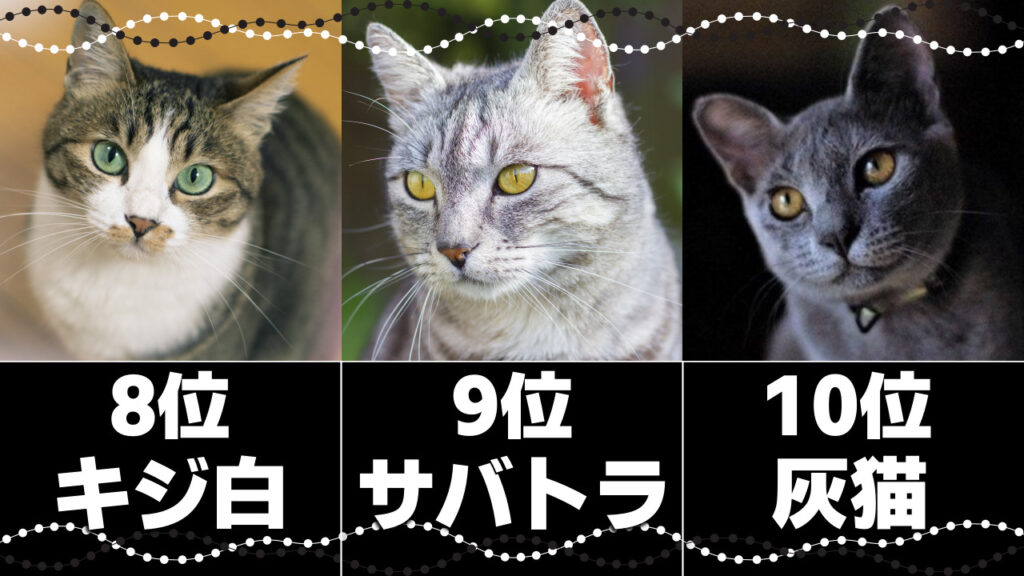 個性がキラリ☆ブサかわな猫の種類9選!鼻ペチャ・つるつる猫の特徴や性格 - *ねこもよ*