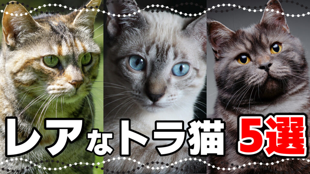 【サビ猫の魅力】初心者にもおすすめのサビ猫｜毛色で分かる猫の性格 - *ねこもよ*