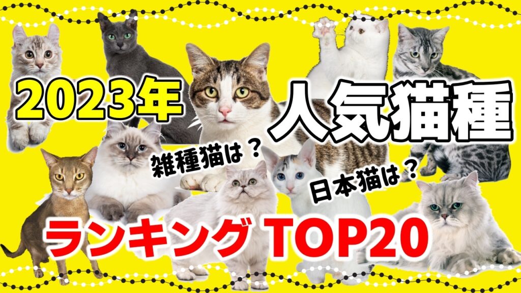 大きくならない小さい猫の種類10選!小型猫ってどんな猫? - *ねこもよ*