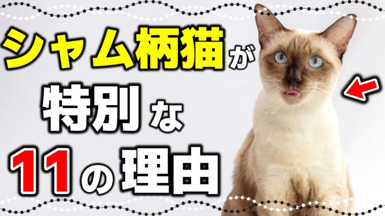 【シャム猫の神秘】毛色が変わる謎!シャム柄の種類や特徴|毛柄で分かる猫の性格 - *ねこもよ*