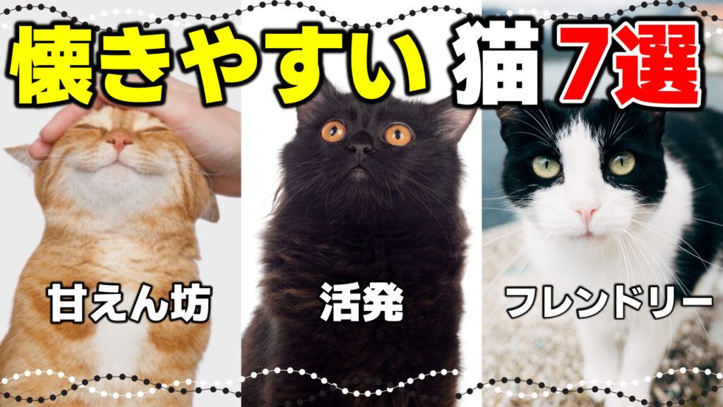 大きくならない小さい猫の種類10選!小型猫ってどんな猫? - *ねこもよ*