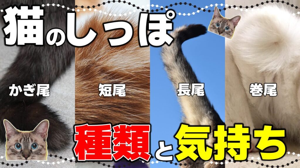 【猫の目の色の種類】豊富なカラー!珍しい色も|猫の瞳と毛色の関係 - *ねこもよ*