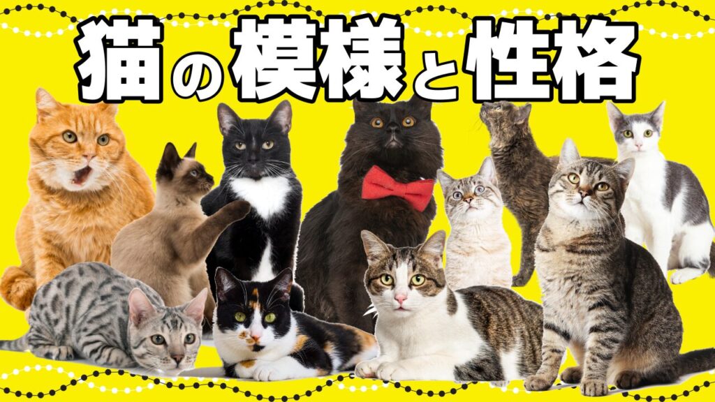安定の人気猫!茶トラ猫・茶白猫の特徴|毛色で分かる猫の性格 - *ねこもよ*