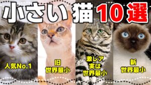 大きくならない小さい猫の種類10選!小型猫ってどんな猫? - *ねこもよ*