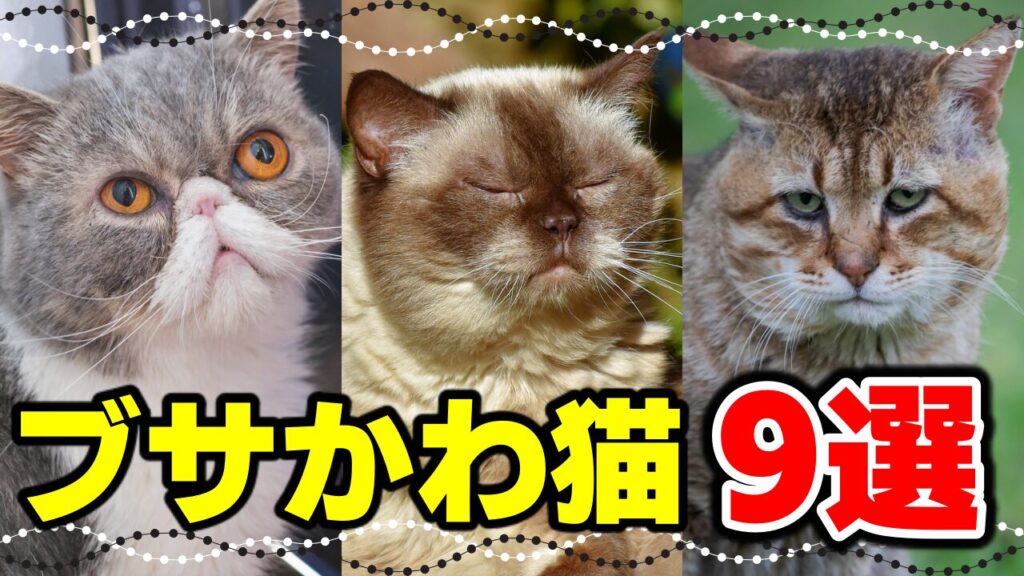 小さい猫種類 _ 大きくならない猫の種類 _ スコティッシュ・フォールド~猫の種類・猫図鑑 – LWHXT