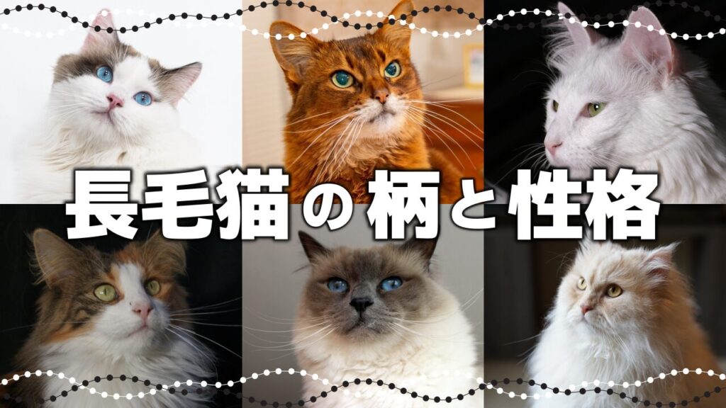 個性がキラリ☆ブサかわな猫の種類9選!鼻ペチャ・つるつる猫の特徴や性格 - *ねこもよ*