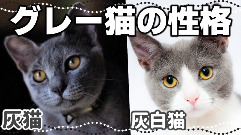 今そんな気分じゃないニャ #cute #白黒のハチワレ猫#気難しい猫#ソルテ