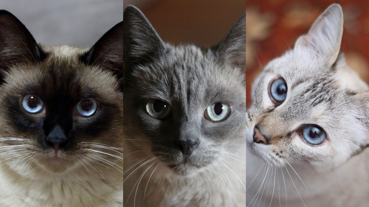 シャム柄猫(ポインテッド猫)が特別な11の理由 - *ねこもよ*