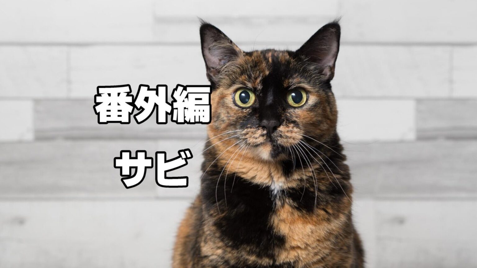 日本に多い猫の柄トップ10!毛色の特徴や性格 - *ねこもよ*