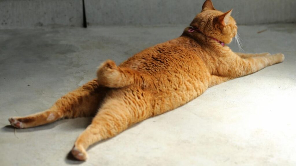 あなたの猫はどう座る？座り方で分かる猫の気持ち7選 - *ねこもよ*
