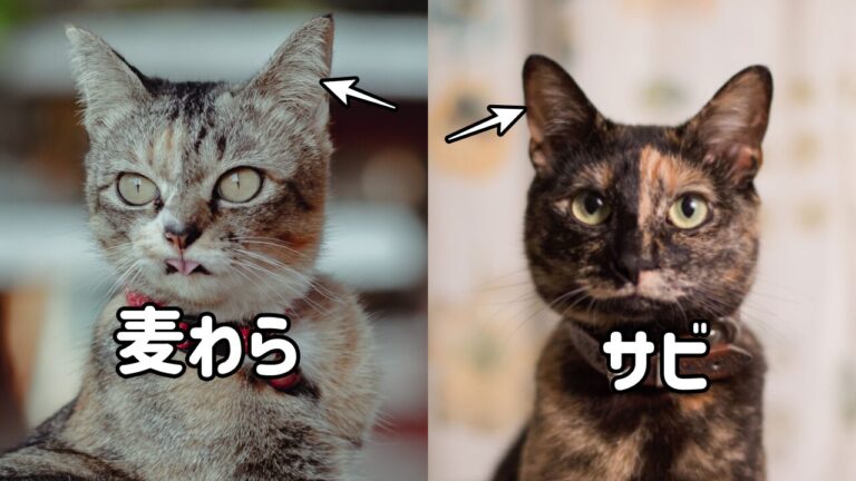 出会ったことがありますか？実は身近にいる珍しいトラ猫の毛色5選 - *ねこもよ*