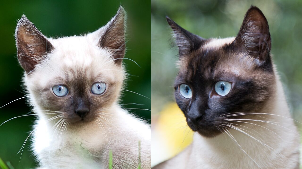 シャム柄猫(ポインテッド猫)が特別な11の理由 - *ねこもよ*
