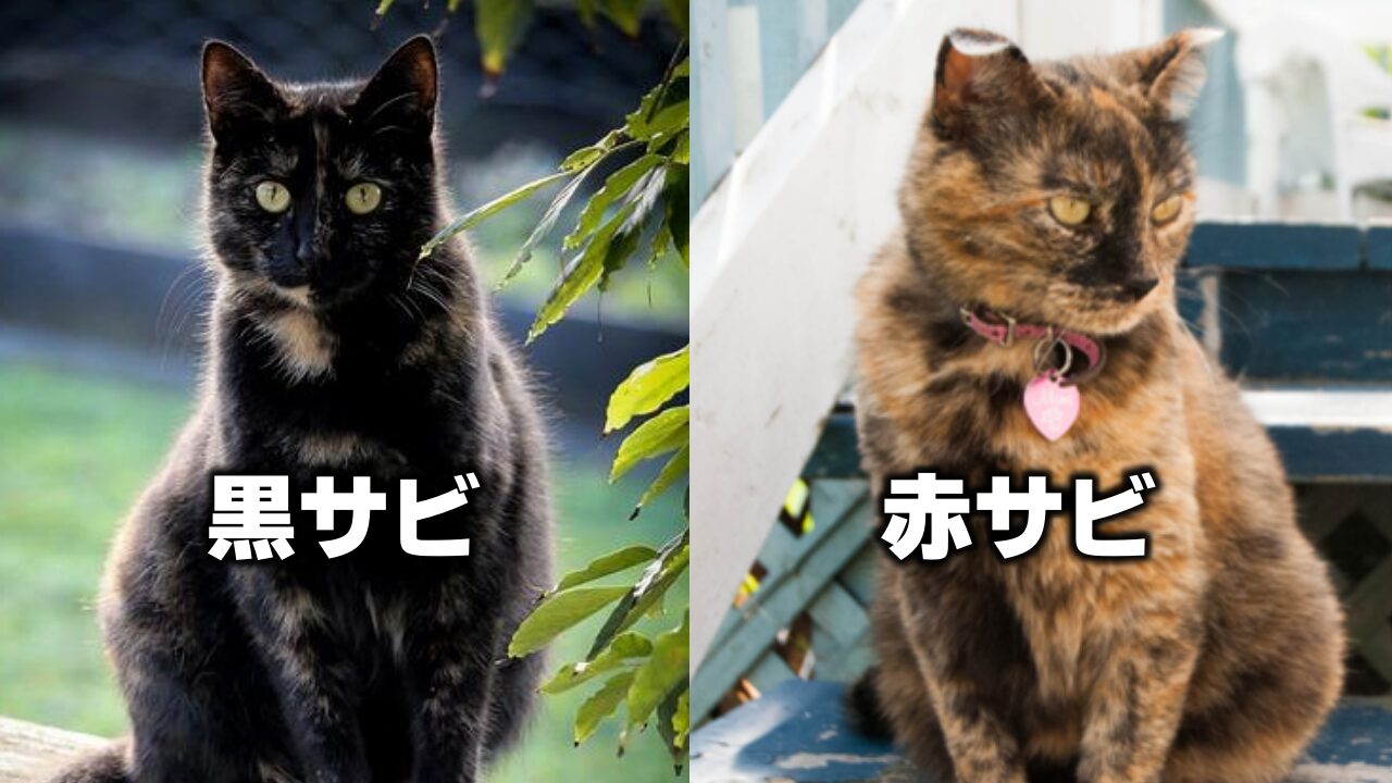 サビ猫が愛される11の理由 - *ねこもよ*