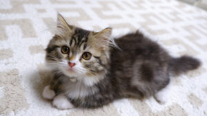 大きくならない小さい猫の種類10選!小型猫ってどんな猫? - *ねこもよ*