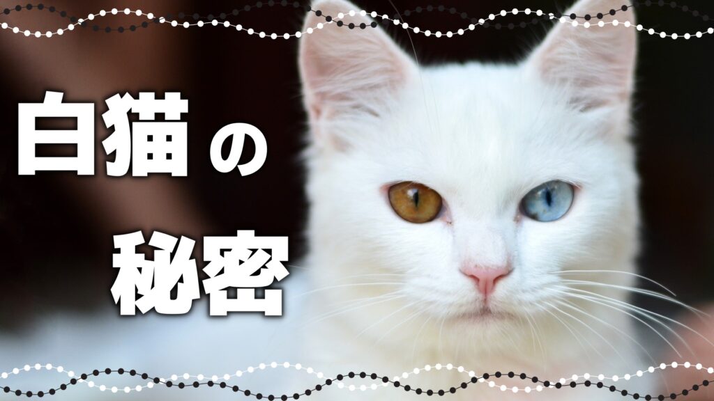 【タビー猫の種類や特徴】猫のタビー柄とは?|毛柄で分かる猫の性格 - *ねこもよ*