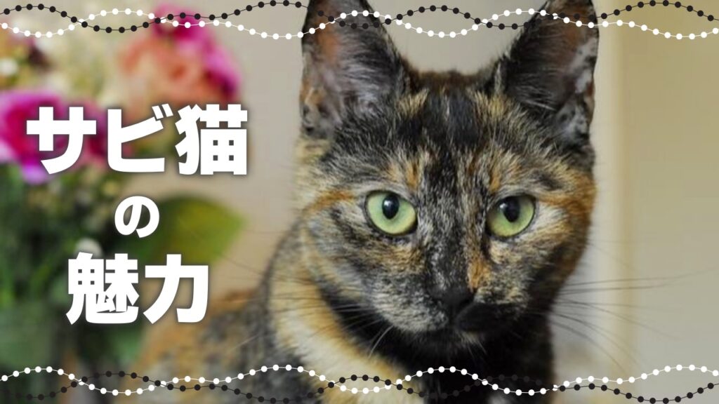 【サバトラの魅力】サバトラ猫が特別な9つの理由 - *ねこもよ*