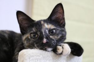 【サビ猫の魅力】初心者にもおすすめのサビ猫｜毛色で分かる猫の性格 - *ねこもよ*