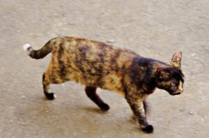 【サビ猫の魅力】初心者にもおすすめのサビ猫|毛色で分かる猫の性格 - *ねこもよ*