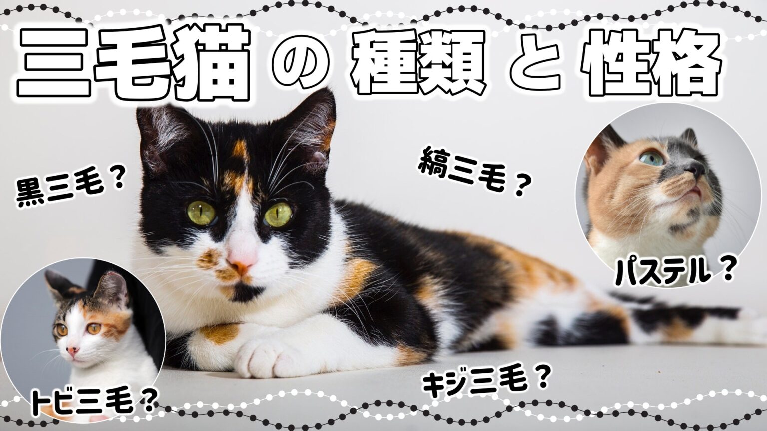 【三毛猫の特徴】三毛猫の模様は種類が豊富!|毛色で分かる猫の性格 - *ねこもよ*