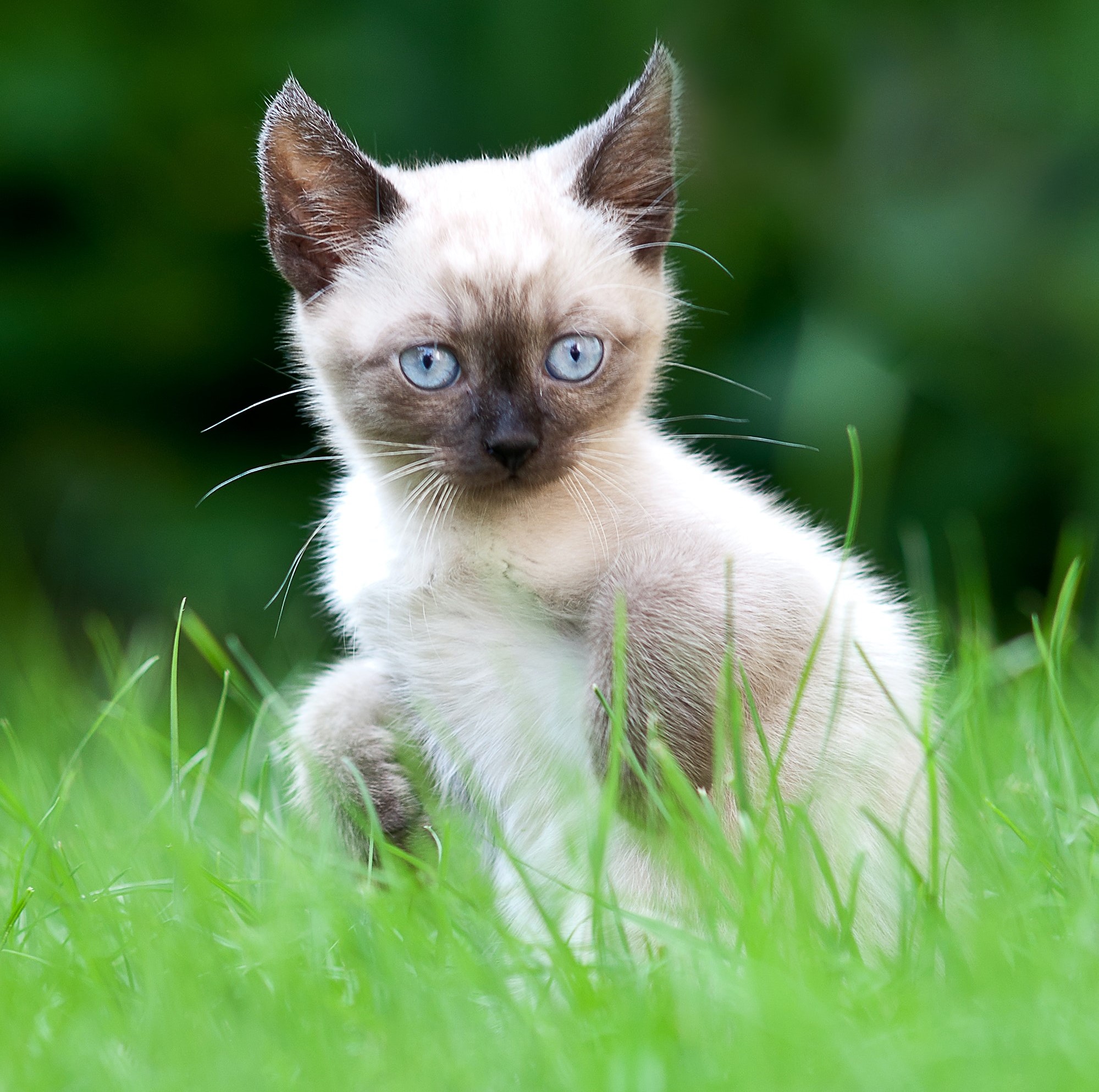 【シャム猫の神秘】毛色が変わる謎!シャム柄の種類や特徴|毛柄で分かる猫の性格 - *ねこもよ*