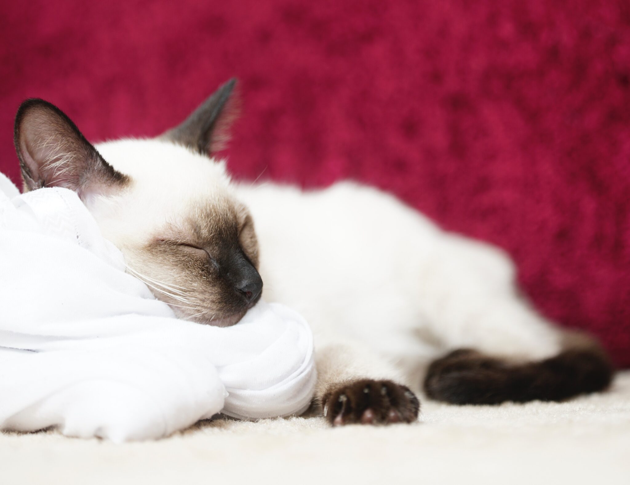 【シャム猫の神秘】毛色が変わる謎!シャム柄の種類や特徴|毛柄で分かる猫の性格 - *ねこもよ*