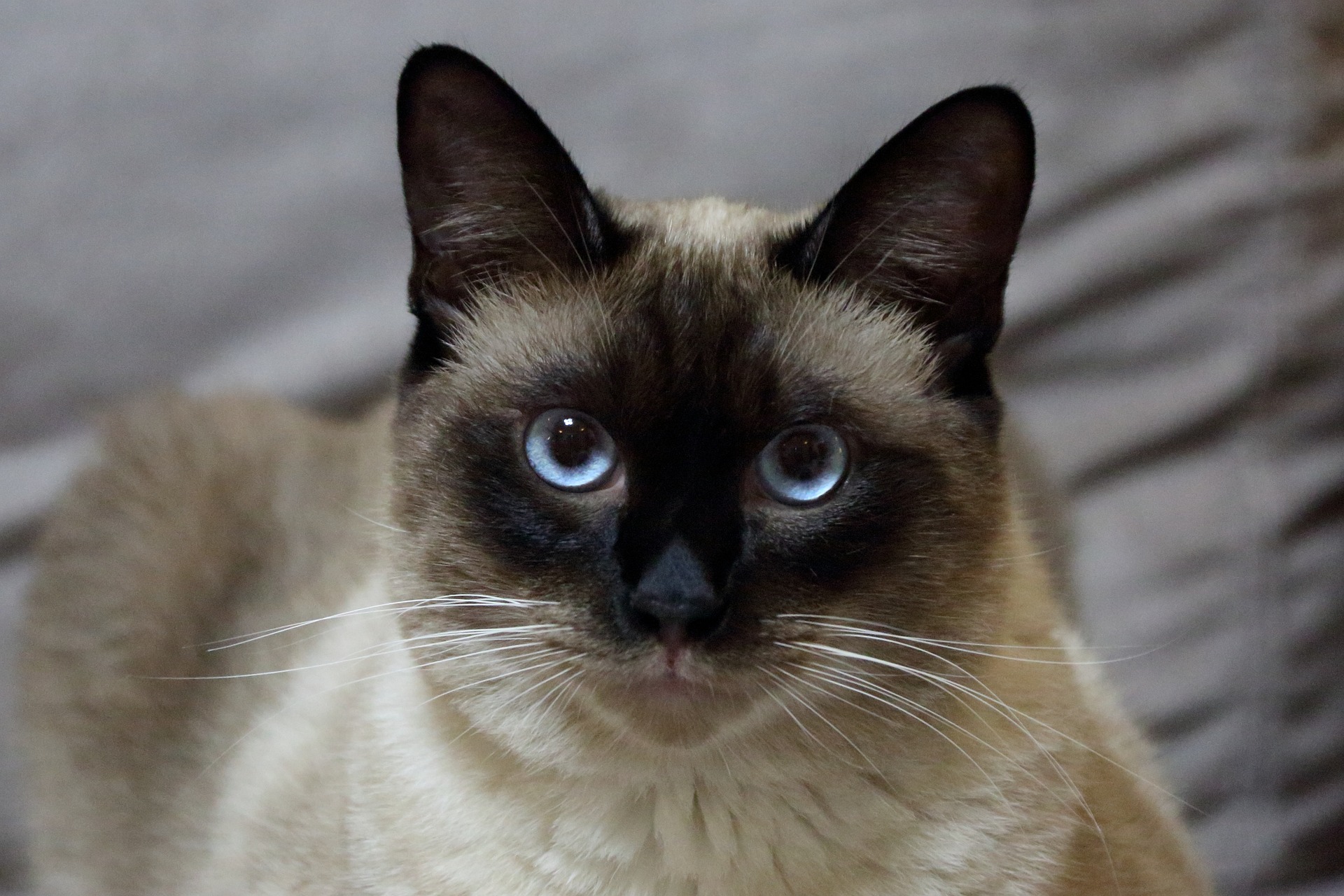 【シャム猫の神秘】毛色が変わる謎!シャム柄の種類や特徴|毛柄で分かる猫の性格 - *ねこもよ*