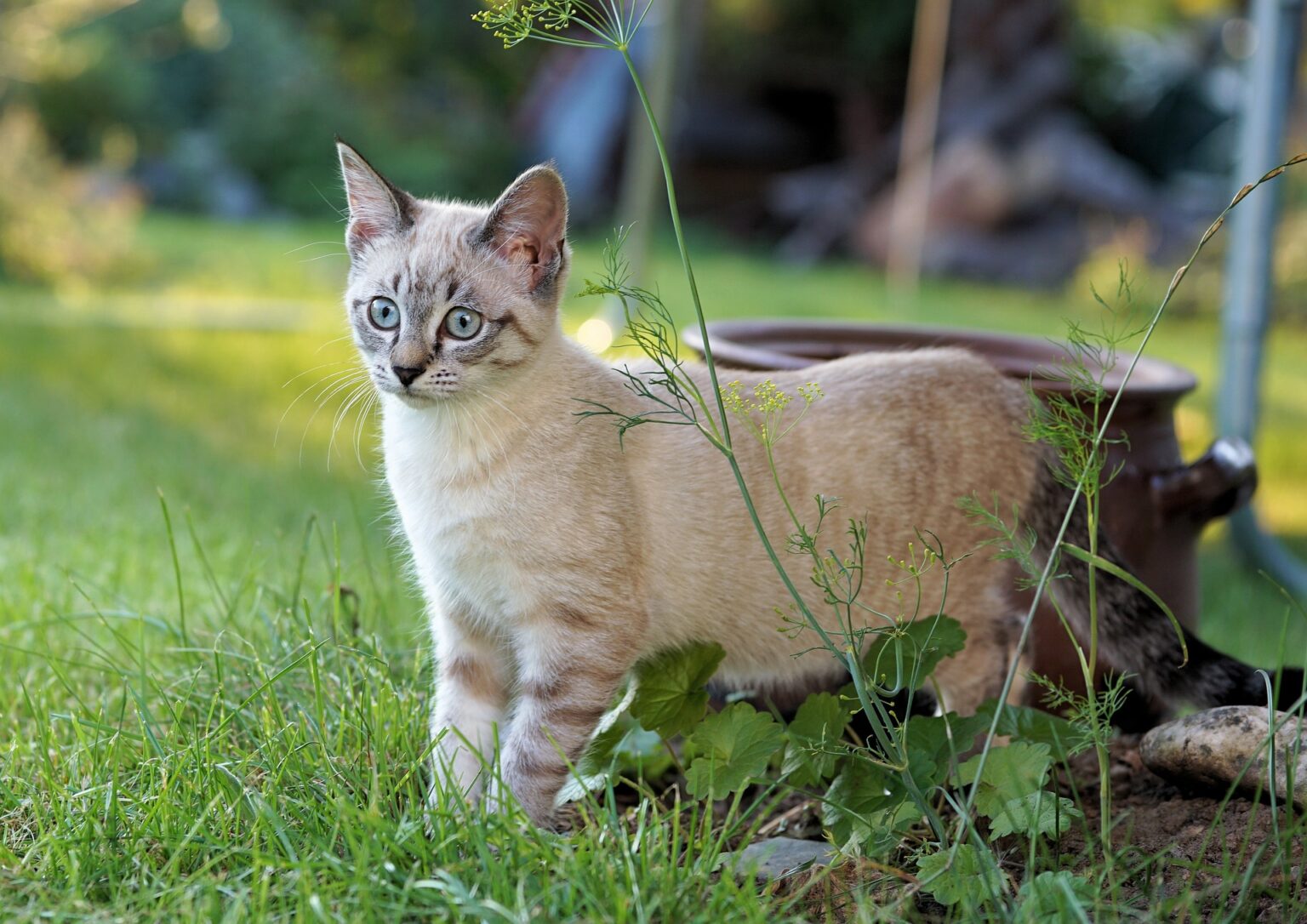 【シャム猫の神秘】毛色が変わる謎!シャム柄の種類や特徴|毛柄で分かる猫の性格 - *ねこもよ*