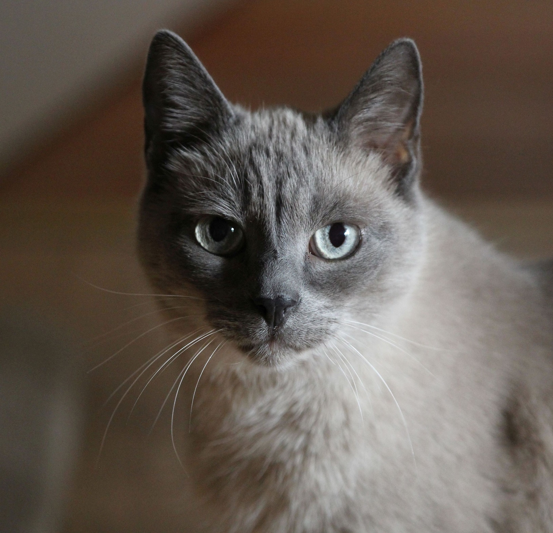 【シャム猫の神秘】毛色が変わる謎!シャム柄の種類や特徴|毛柄で分かる猫の性格 - *ねこもよ*