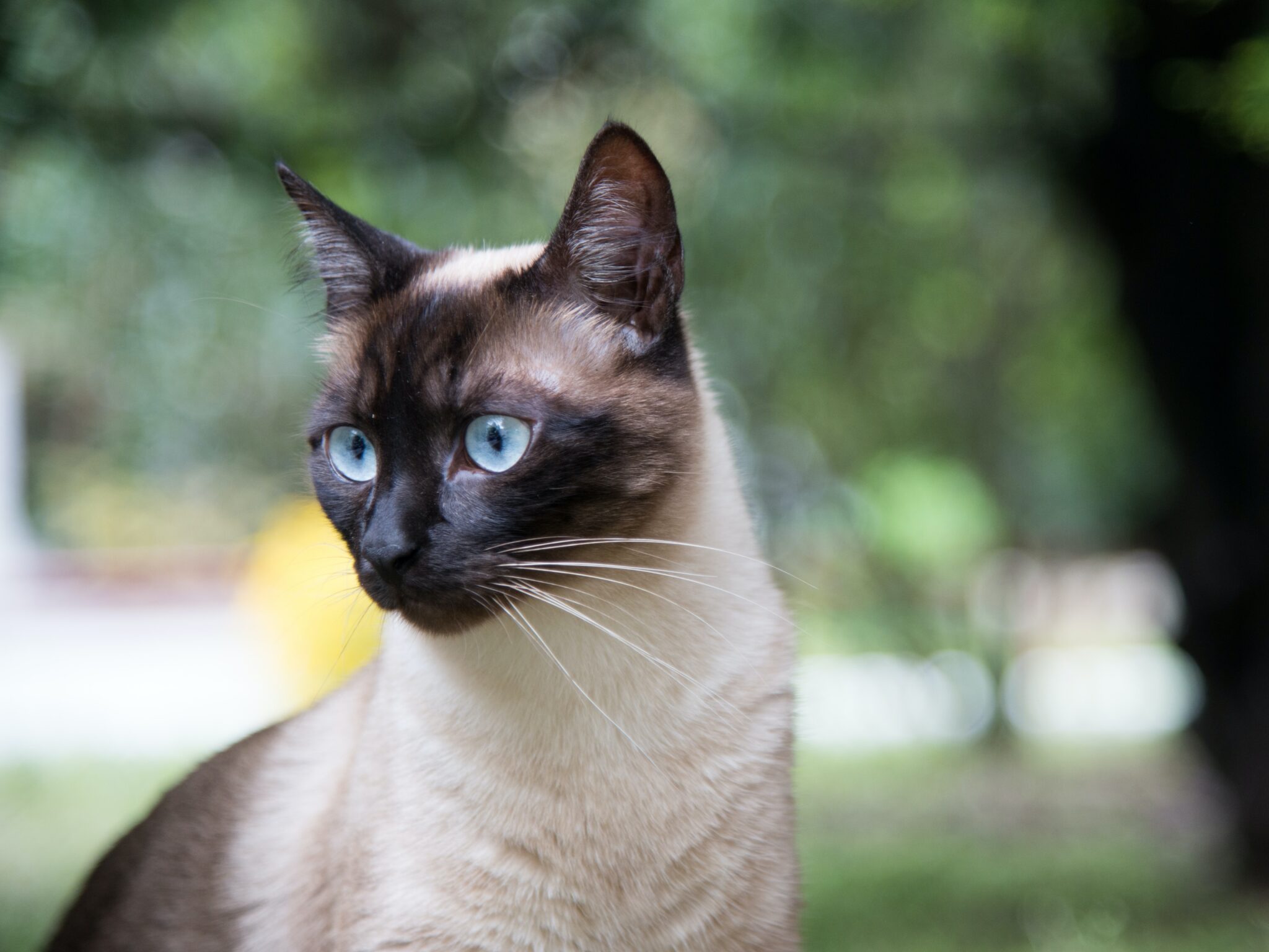 【シャム猫の神秘】毛色が変わる謎!シャム柄の種類や特徴|毛柄で分かる猫の性格 - *ねこもよ*