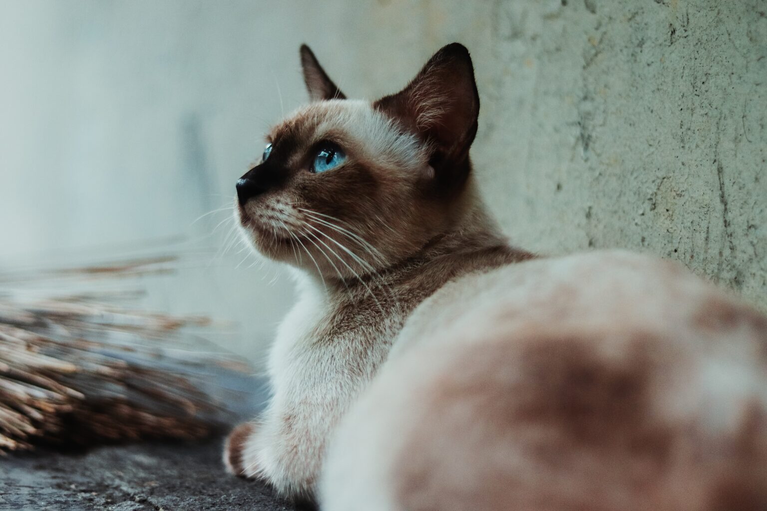 【シャム猫の神秘】毛色が変わる謎!シャム柄の種類や特徴|毛柄で分かる猫の性格 - *ねこもよ*