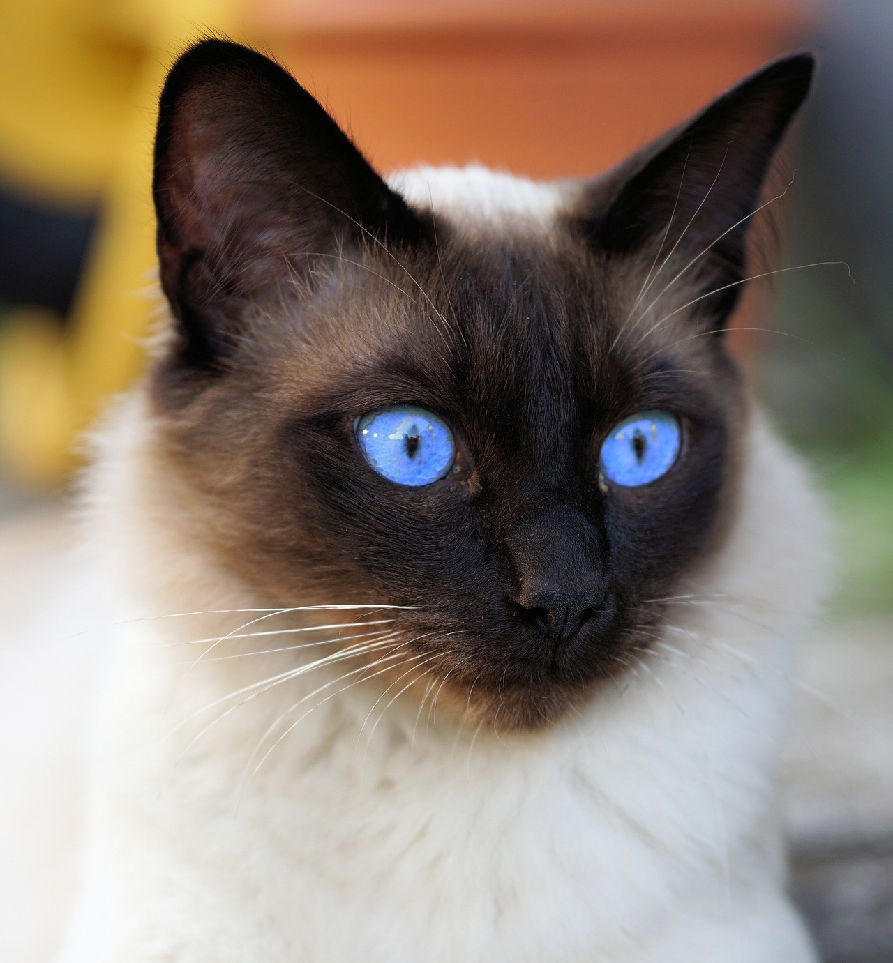 【シャム猫の神秘】毛色が変わる謎!シャム柄の種類や特徴|毛柄で分かる猫の性格 - *ねこもよ*