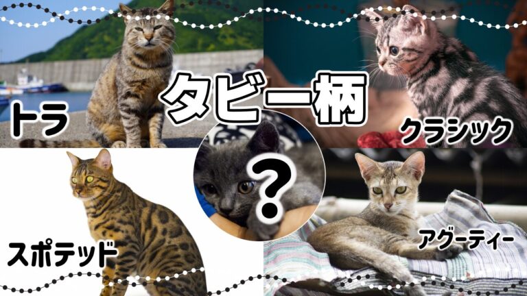 【サビ猫の魅力】初心者にもおすすめのサビ猫｜毛色で分かる猫の性格 - *ねこもよ*
